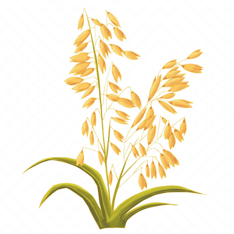 HD oatmeal illustration