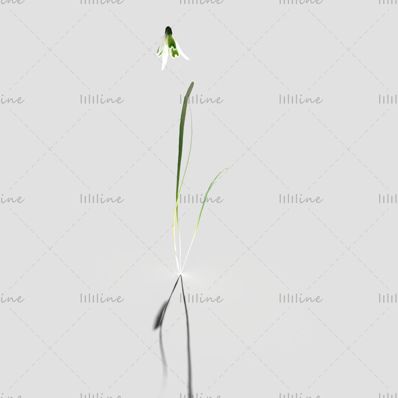 Common Snowdrop Pack Grass 3D Model