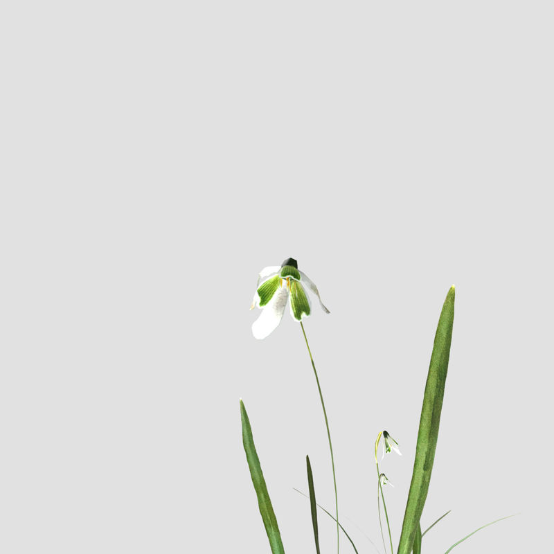 Common Snowdrop Pack Grass 3D Model