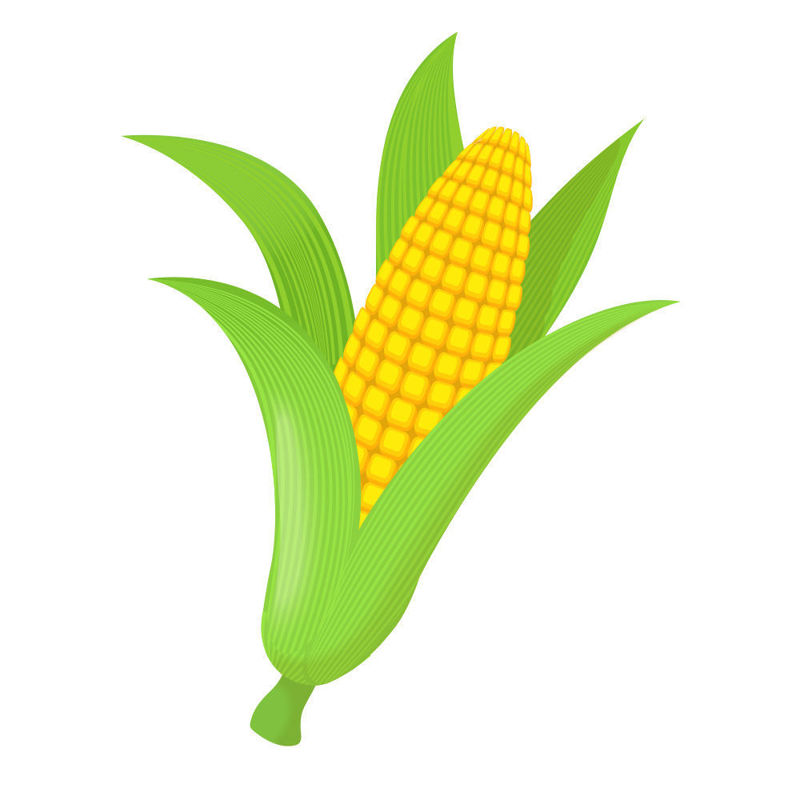 Vector cartoon corn