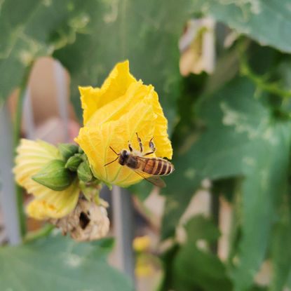 bee and Loofah flower