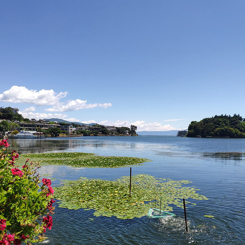 Flowers on the beach of erhai lake