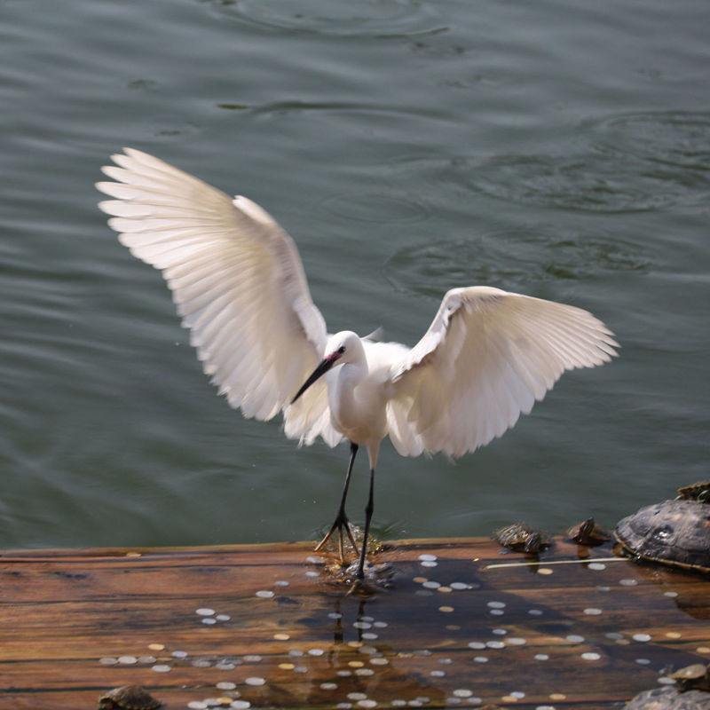 Egret bird animal protection photo