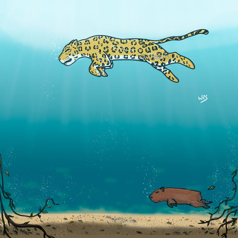 Jaguar and capybara swimming wallpaper hd mobile drawing