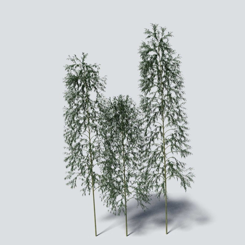 Bamboo 3D Model Pack