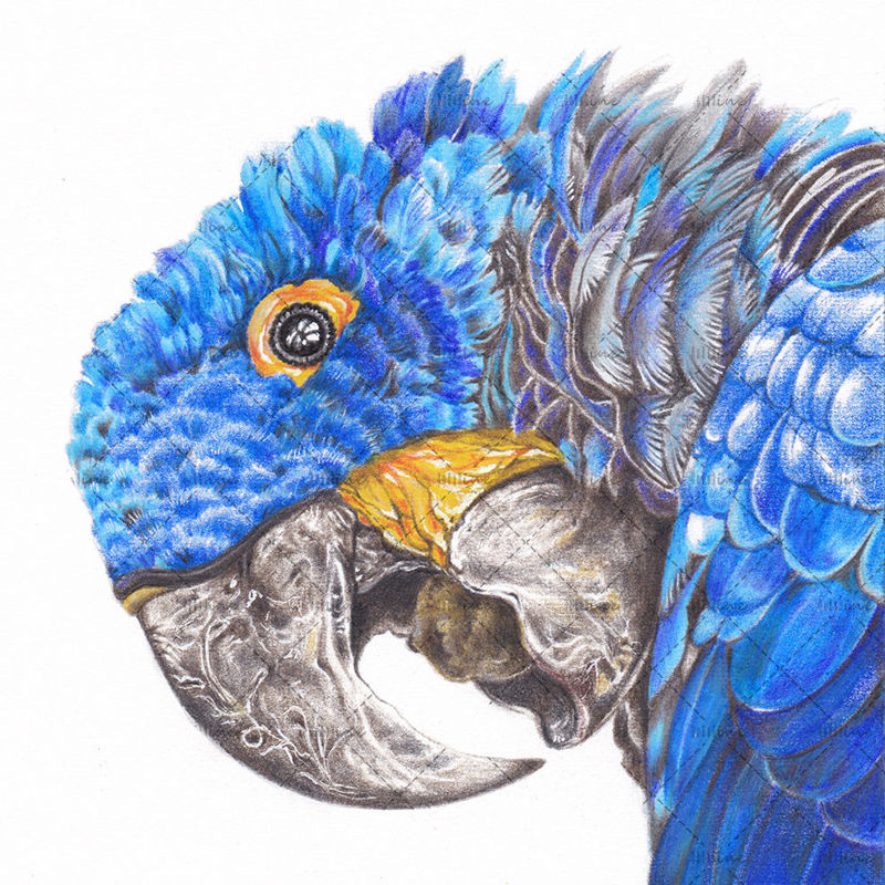Illustrazione disegnata a mano dell'uccello dell'ara del giacinto