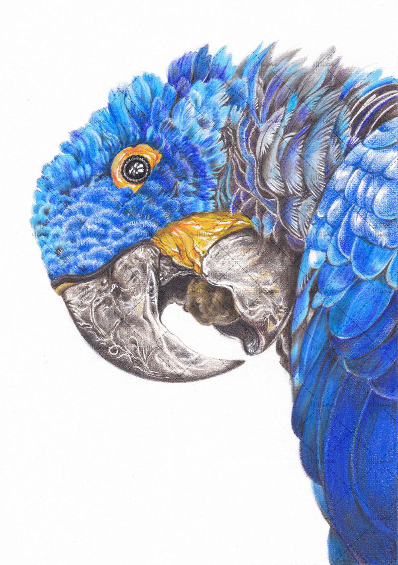 Гиацинтовый ара птица рисованной иллюстрации