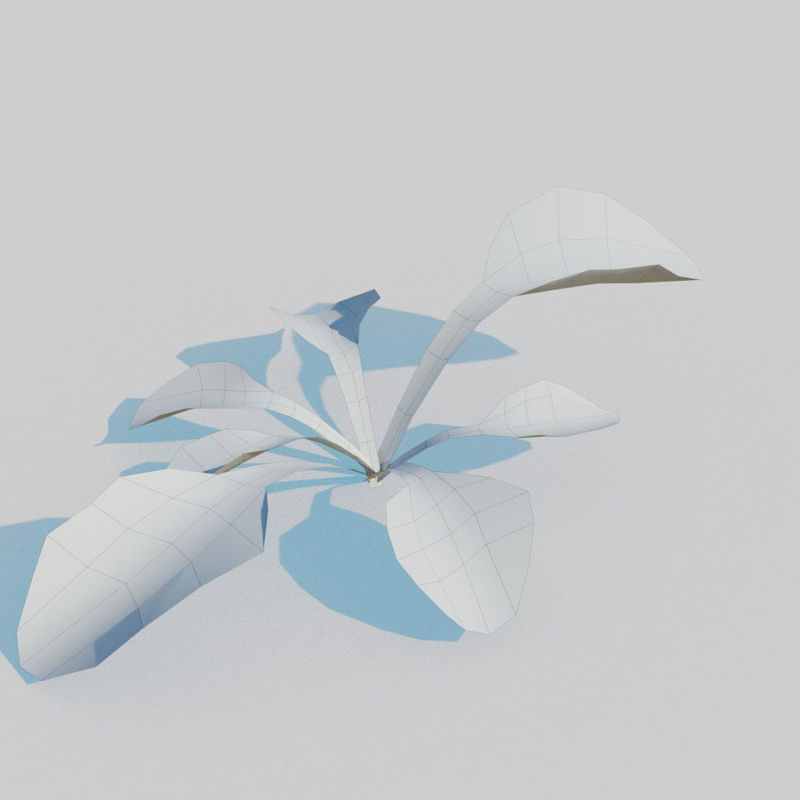 雏菊菊花3D模型包