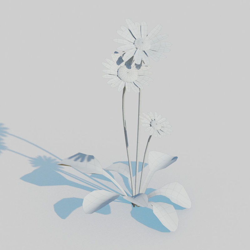 雏菊菊花3D模型包