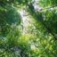Photography Picture Bamboo Forest-Sunshine