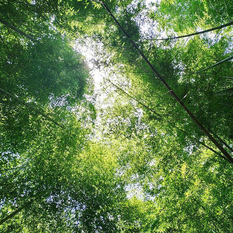 Fotoğraf Resim Bambu Ormanı-Güneş Işığı