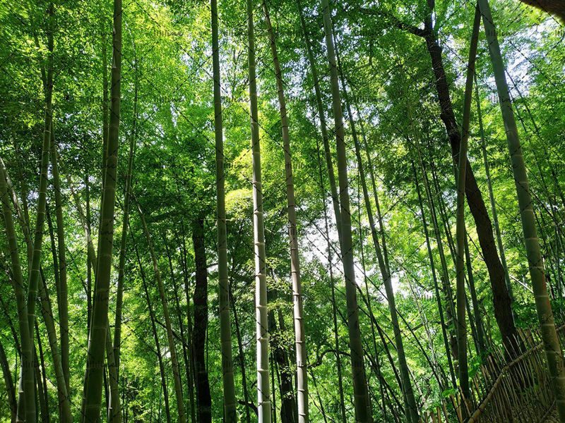Fotografía Cuadro Bamboo Forest-Sunshine