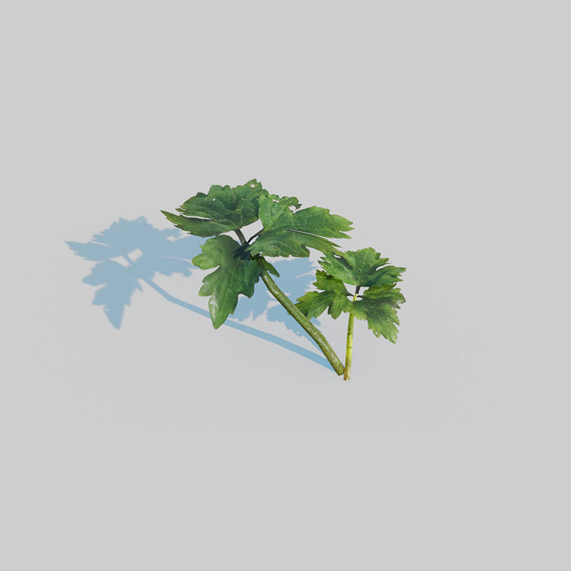 爬行毛茛草地植物3D模型包