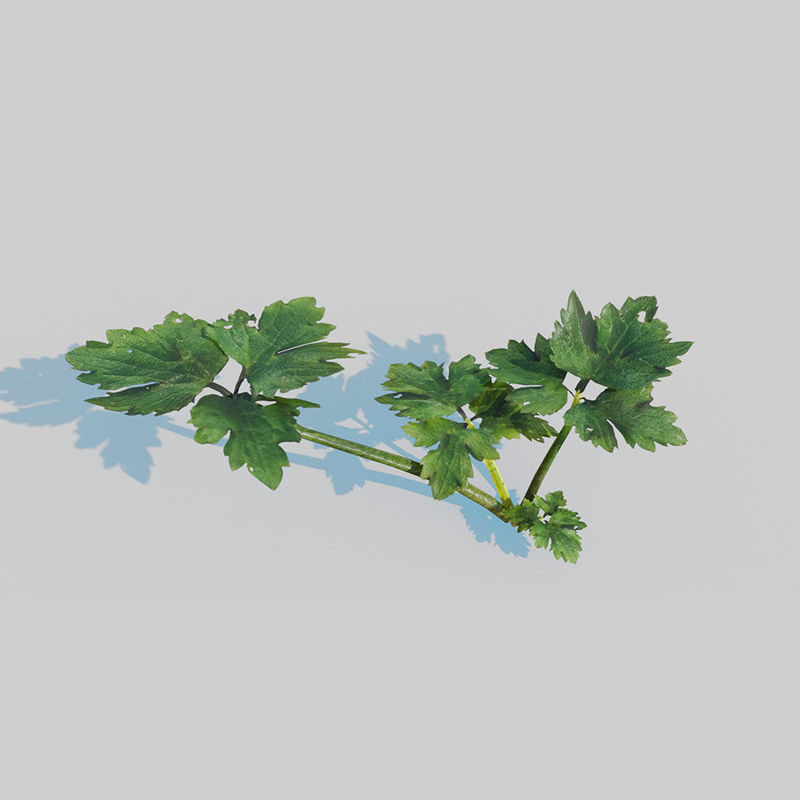 爬行毛茛草地植物3D模型包
