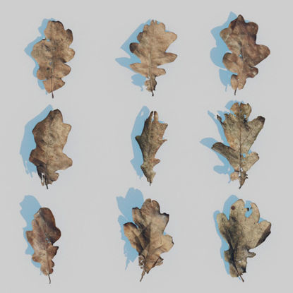 Dry Oak Leaves Pack 3D Model