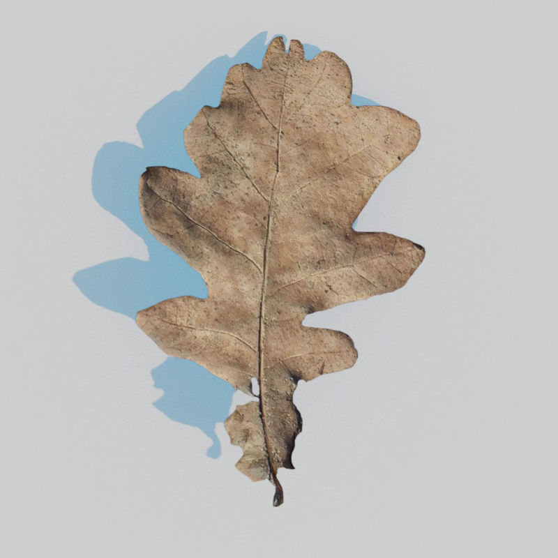 3Д модел сувог храстовог лишћа