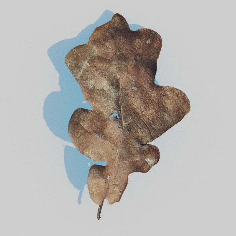 Dry Oak Leaves Pack 3D Model