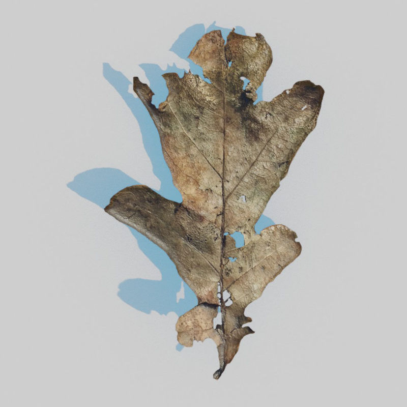 Pachet de frunze de stejar uscat Model 3D