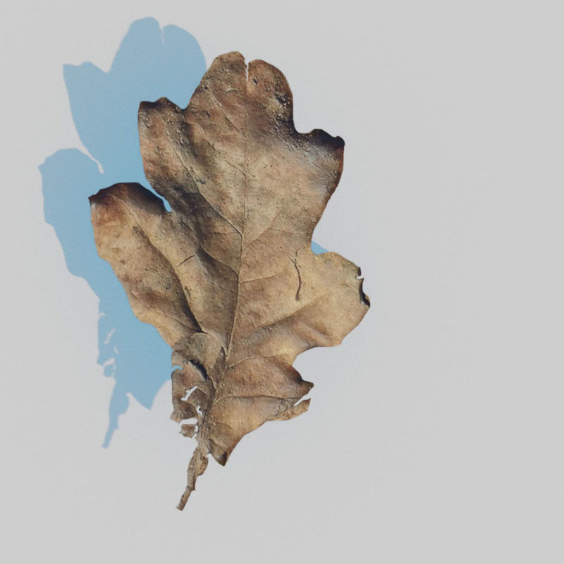 Balení 3D modelu ze suchých dubových listů