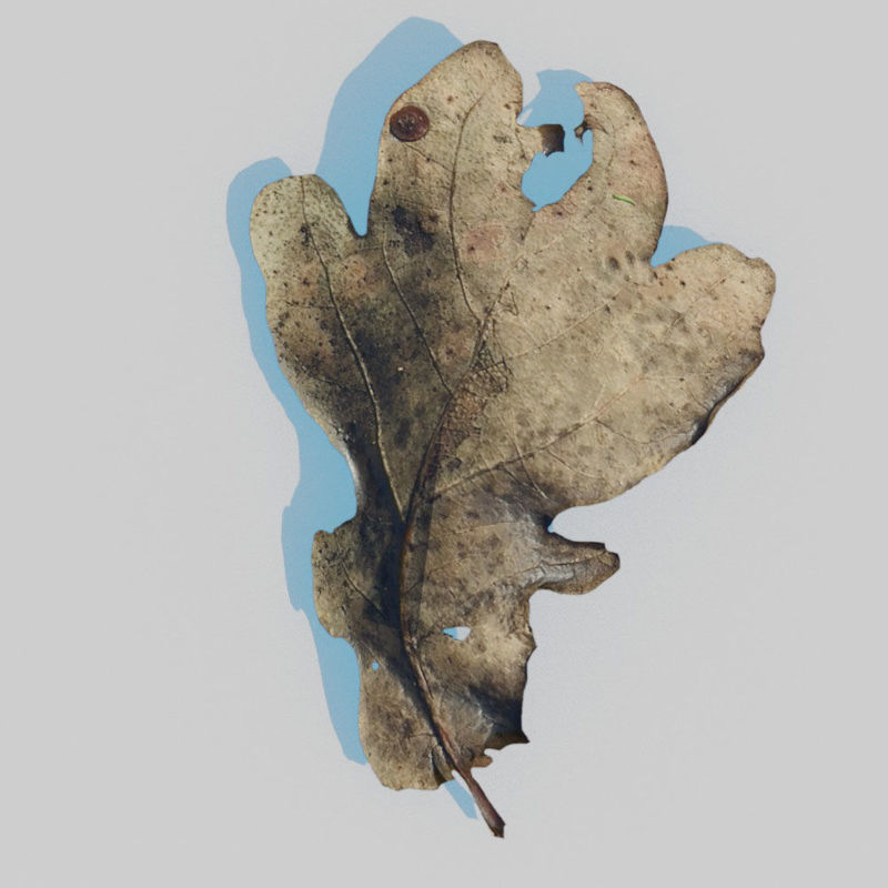 Balení 3D modelu ze suchých dubových listů