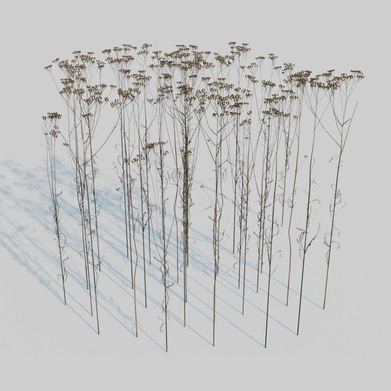 干茴香植物3D模型包