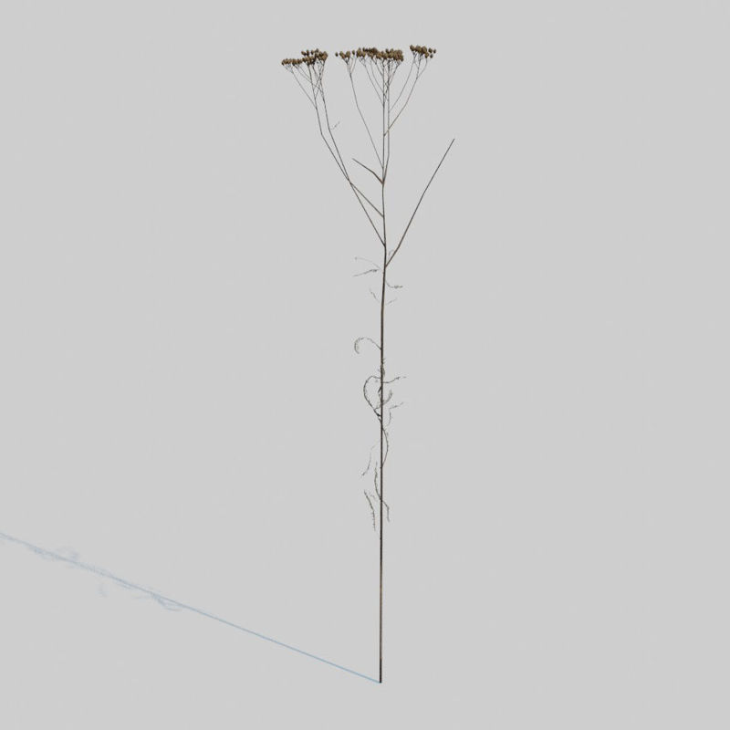 干茴香植物3D模型包