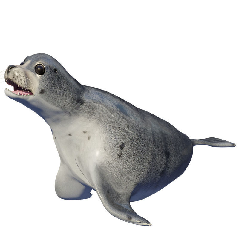 тюлень животное тюлень морской лев 3d модель