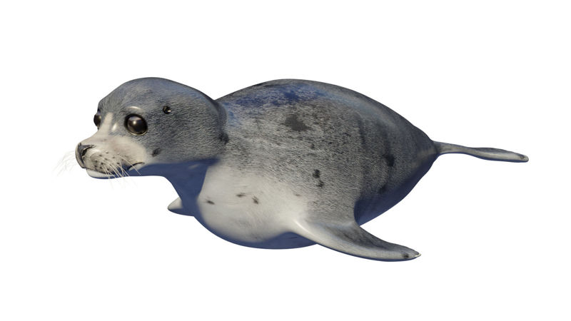 fóka állat Seal oroszlánfóka 3D modell