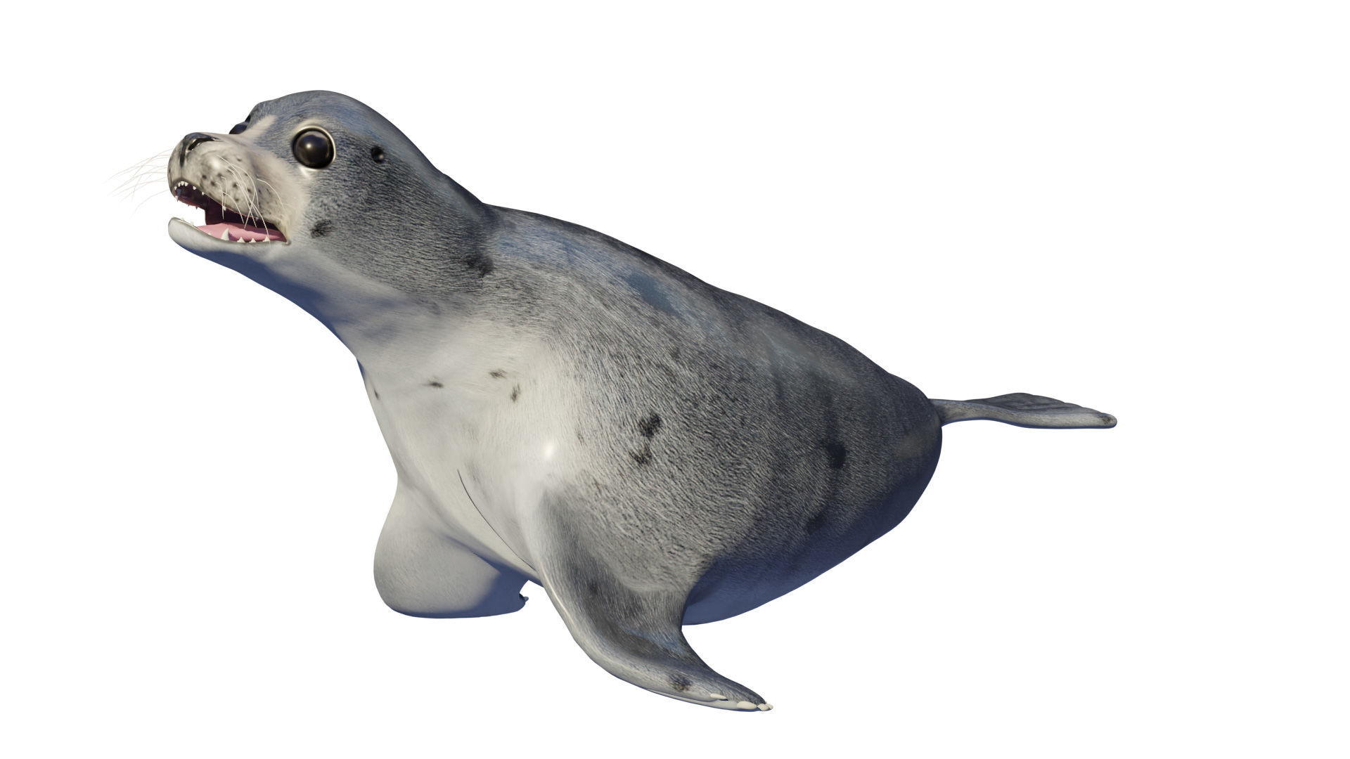 seal animal 3d model