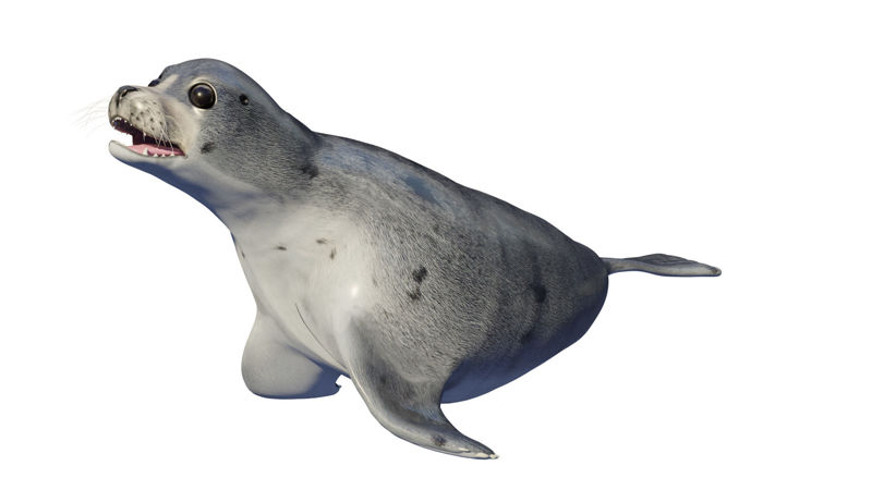 pečeť zvíře Seal lachtan 3d model