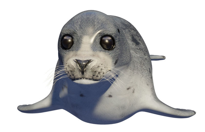 foca animale Sigillo Modello 3d del leone marino