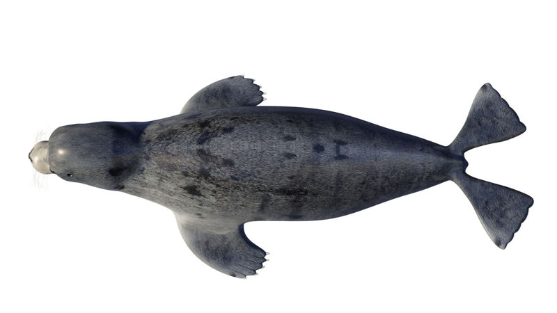 тюлень животное тюлень морской лев 3d модель