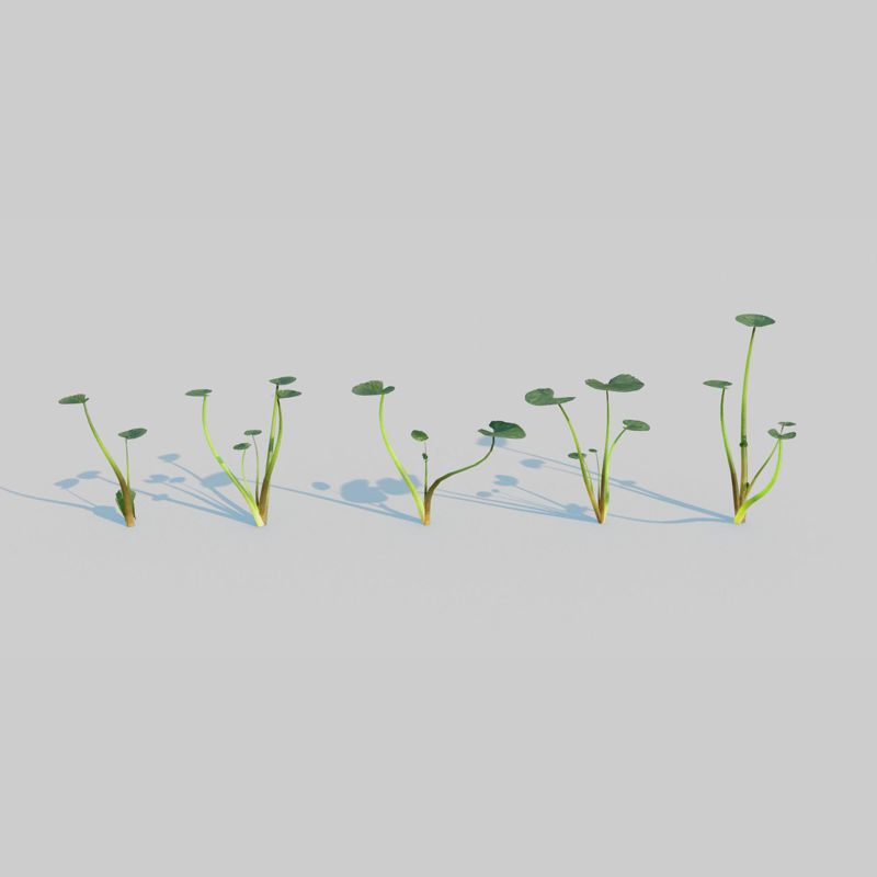 Fig Buttercup Pack Model 3D