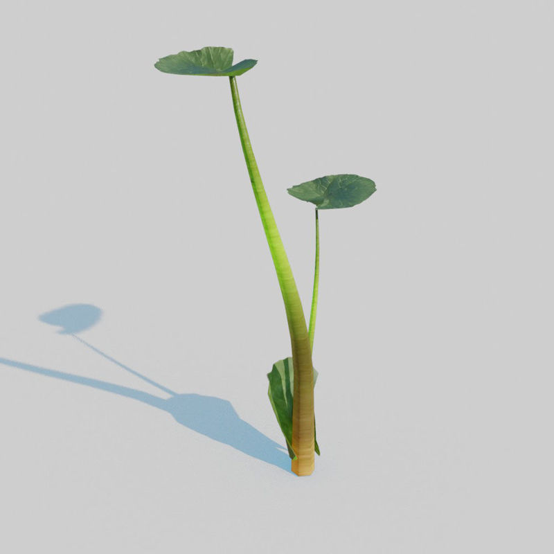 Fig Buttercup Pack Modello 3D