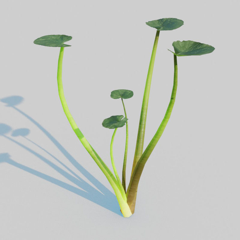 Fig Buttercup Pack Modello 3D