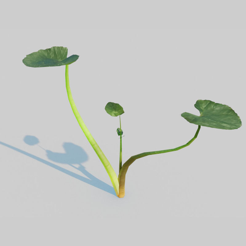 Fig Buttercup Pack 3D Model