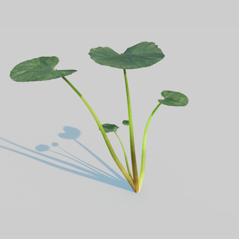 3D model Fig Buttercup Pack