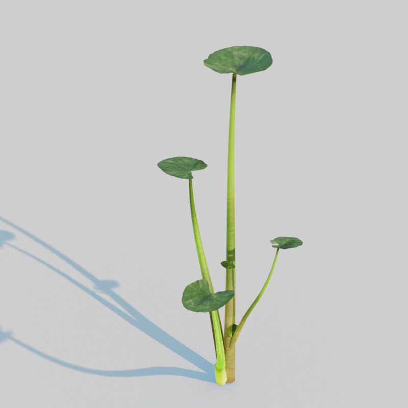 3D model Fig Buttercup Pack