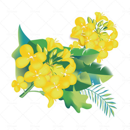 Vector ai realistic small fresh rapeseed flowers