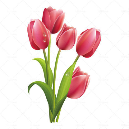 Tulipani bianchi disegnati a mano di vettore, tulipani di fantasia
