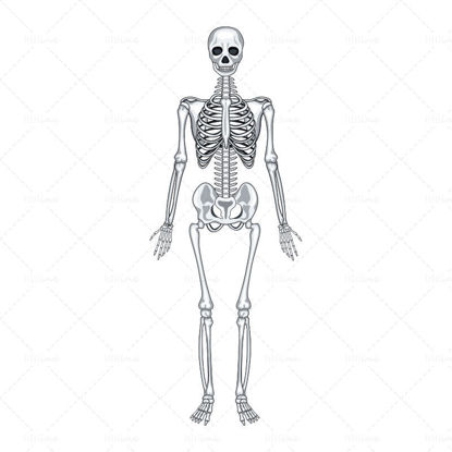 Скелет человека вектор ai