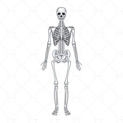 Human skeleton vector ai