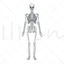 Human skeleton vector ai