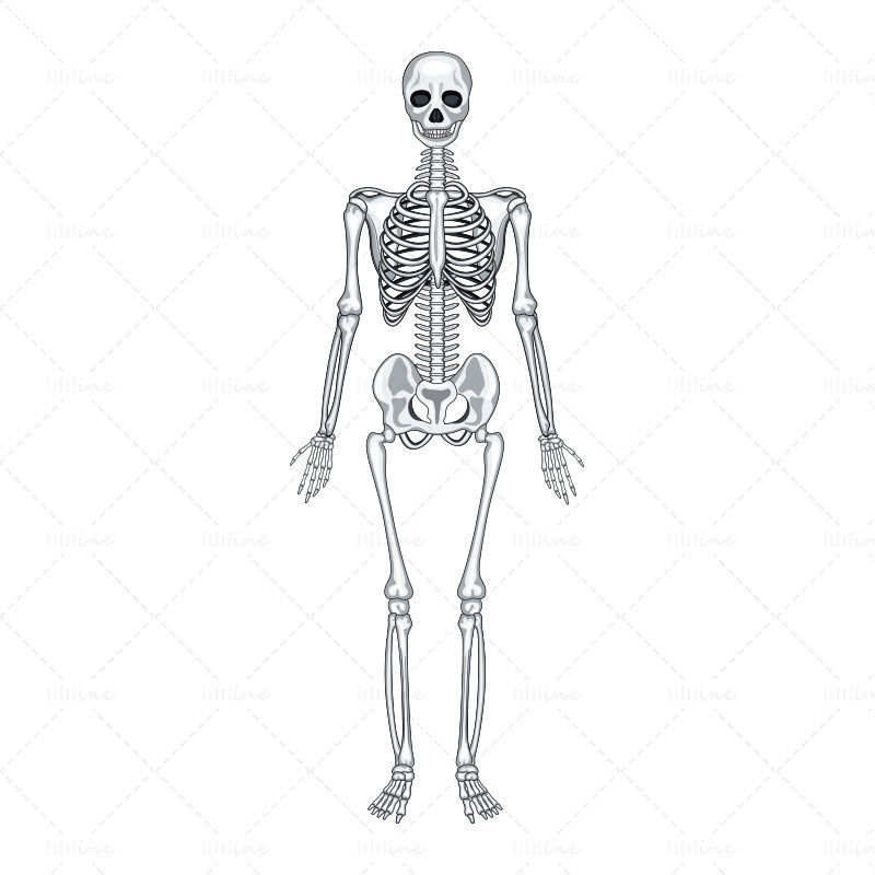 Human skeleton vector ai