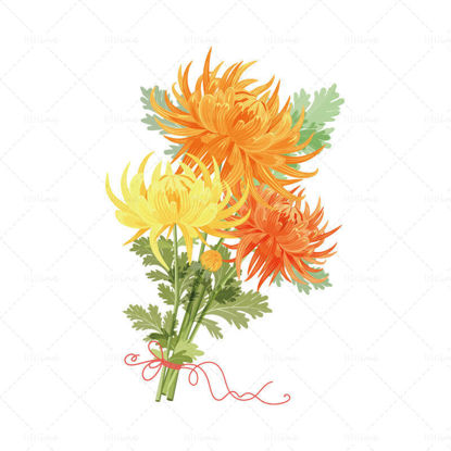Chrysanthemum hand drawn vector ai