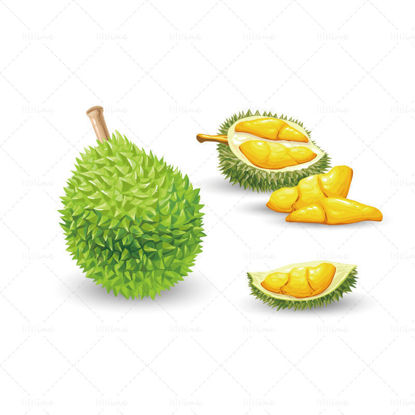 Vettore di durian aperto disegnato a mano ai
