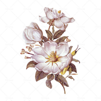Olieverf camellia vector ai