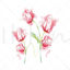Vector hand drawn carnation watercolor painting