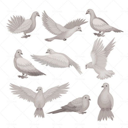 Cartoon vector pigeon