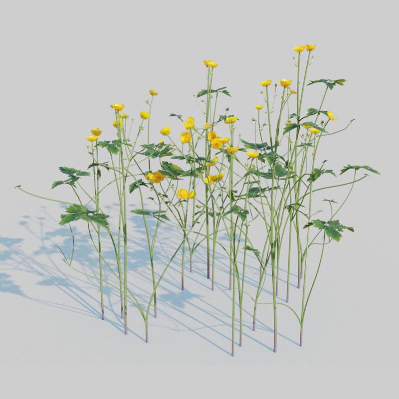 Creeping Buttercup Flower Pack 3D Model